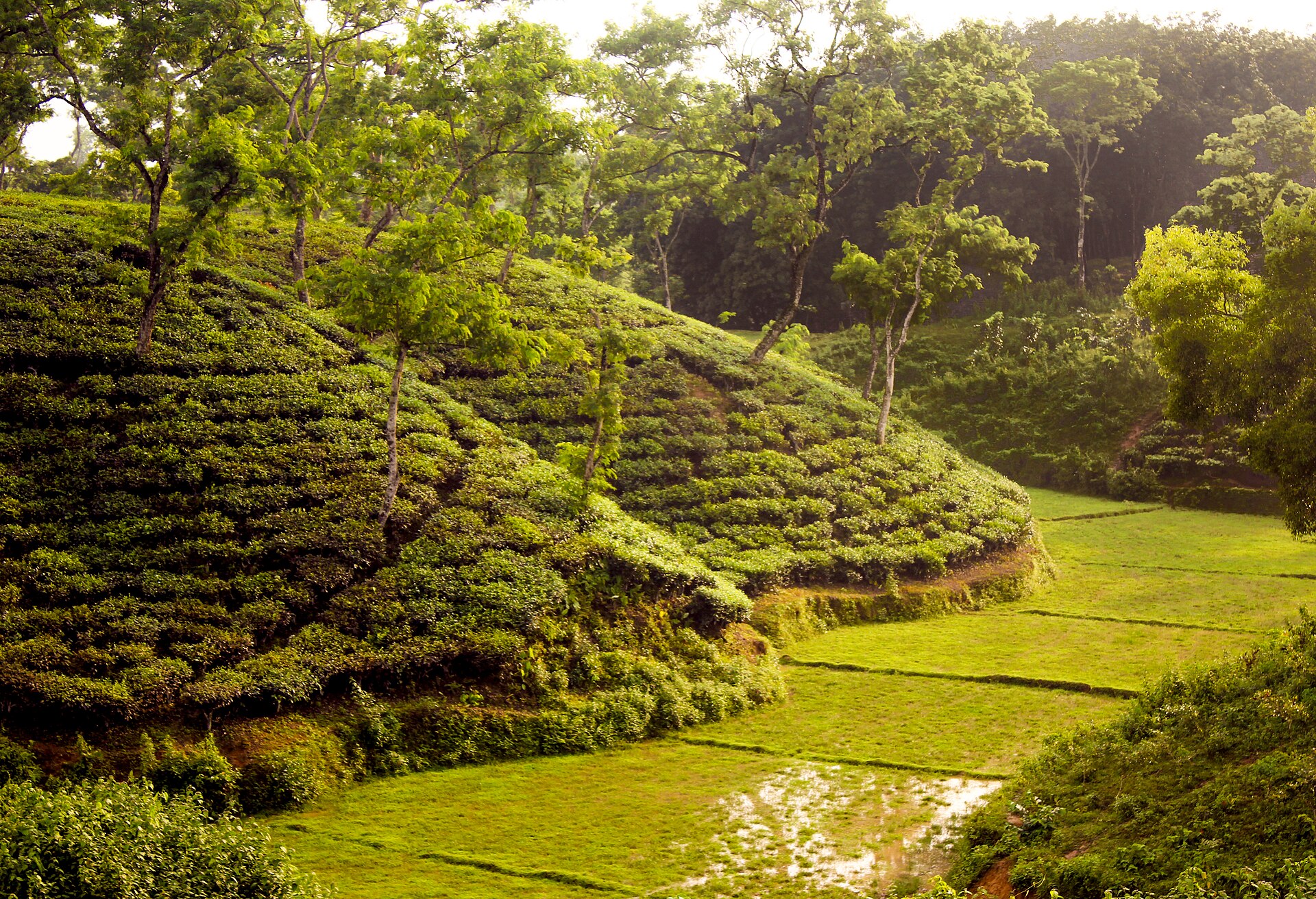 Tea terraces and shade trees near Srimangal