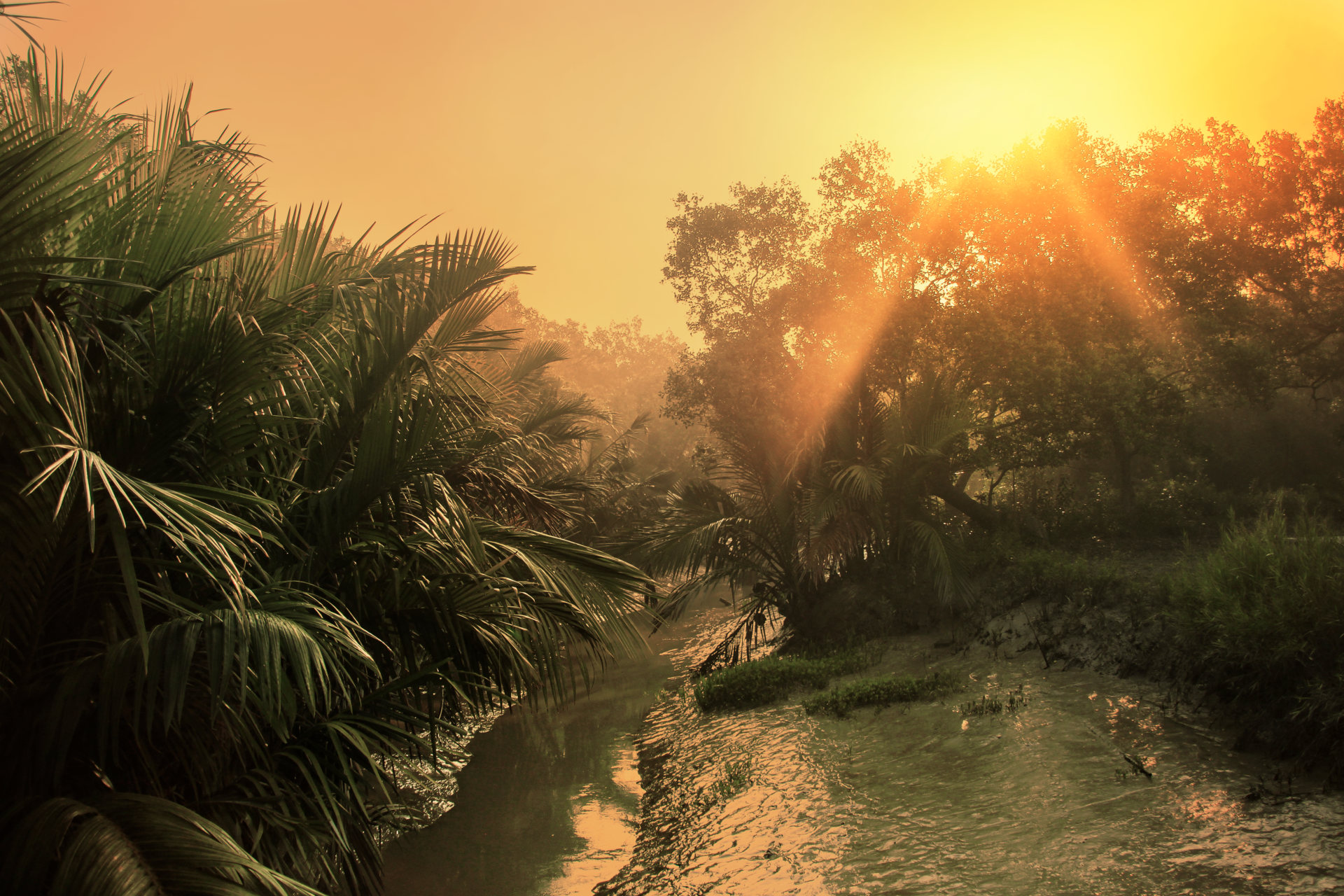 Low sun through palms and mangroves along a creek at Karamjal